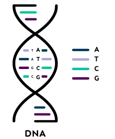 DNA Science DNA molecule