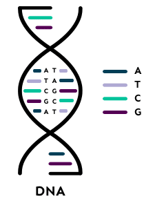 DNA helix with letters (A,T,C,G)